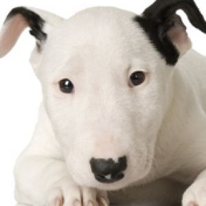 Filhote de Bull Terrier Adorável