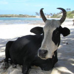 Vaca Relaxando na Praia
