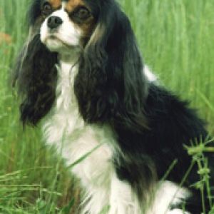 Cavalier King Charles Spaniel