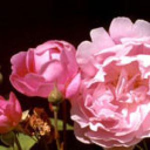 Belas Rosas Pink