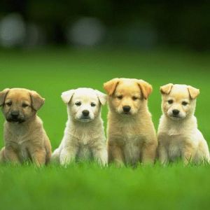 Cachorrinhos Fofos na Grama Verde