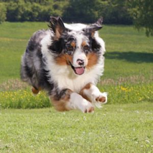 Cão Brincalhão em Ação
