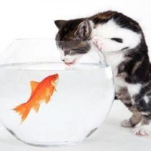 Gato Curioso e Peixe Dourado