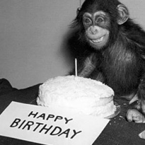 Celebração de Aniversário com um Macaco
