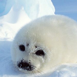 Foca Bebê Fofa no Gelo