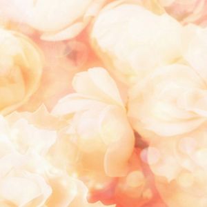 Fundo de Rosas Rosa Suaves