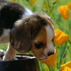 Cachorrinho Fofo nas Flores