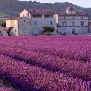 Campos de Lavanda e Casa Rústica