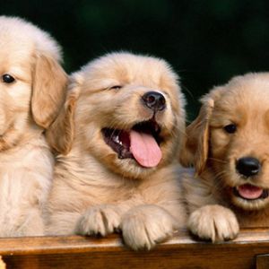 Filhotes de Golden Retriever