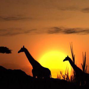 Silhueta de Girafas ao Pôr do Sol