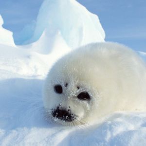 Foca Bebê Fofa no Gelo