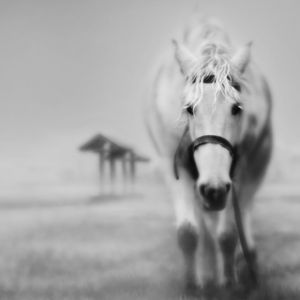 Cavalo Branco Majestoso