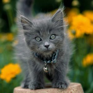 Gatinho Cinza Adorável