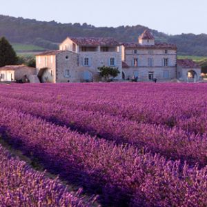 Campos de Lavanda e Casa Rústica