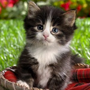 Gatinho Fofo na Cesta