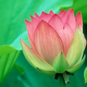 Linda flor de lótus rosa