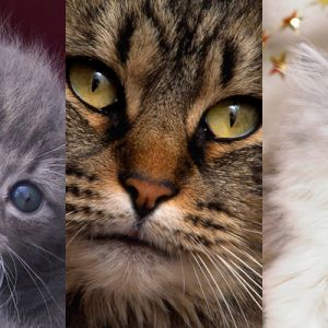 Coleção de Gatos Fofos