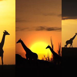 Girafas Silhuetadas ao Pôr do Sol