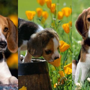 Filhotes Beagle Adoráveis