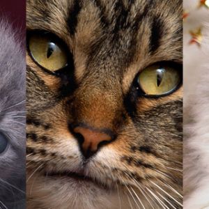 Coleção de Gatos Fofos
