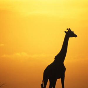 Silhueta de Girafa ao Pôr do Sol