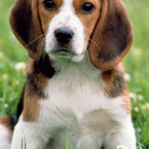 Adorável Filhote de Beagle