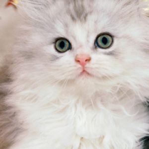 Gatinho Branco Peludo