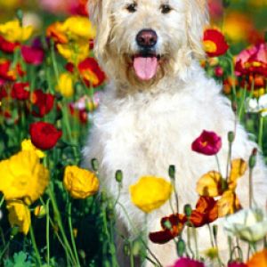 Cachorro fofo em campo de flores