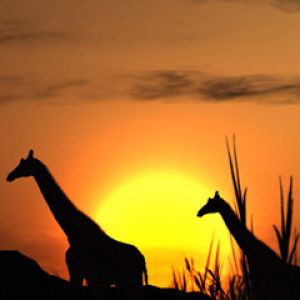 Girafas Silhuetadas ao Pôr do Sol