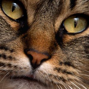 Retrato de gato em close-up