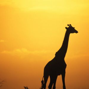Silhueta de Girafa ao Pôr do Sol