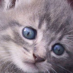 Gatinho Cinza Fofo