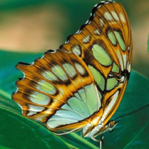 Borboleta Colorida em Folha