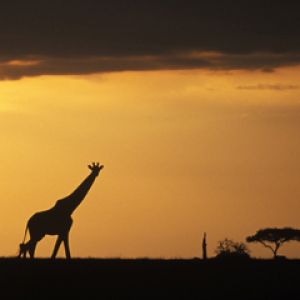 Silhueta de Girafa ao Pôr do Sol