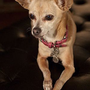 Cachorro Chihuahua Fofo