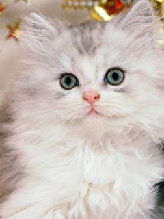 Gatinho Branco Peludo