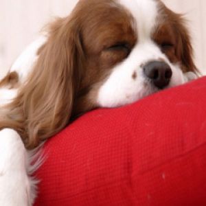 Cachorro dormindo em travesseiro vermelho
