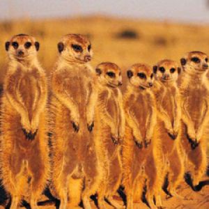 Suricatos em Pé Juntos