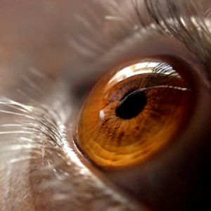 Close-up de um olho
