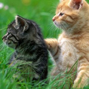 Gatinhos Fofos na Grama