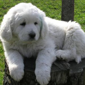 Filhote Branco Peludo
