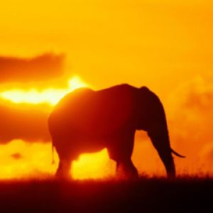 Silhueta de Elefante ao Pôr do Sol