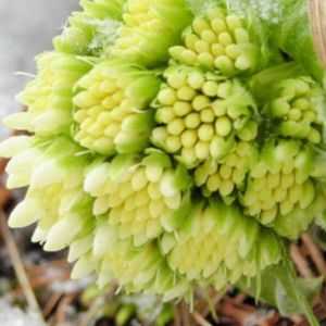 Flores de Primavera