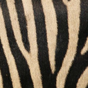 Padrão de Listras de Zebra