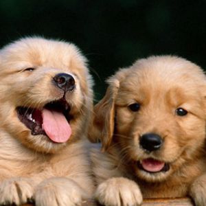 Filhotes de Golden Retriever
