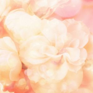 Fundo Floral Rosa Suave