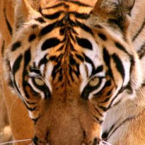 Close-up de um tigre majestoso
