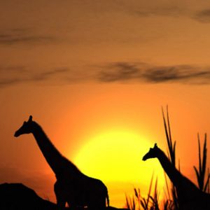 Silhuetas de Girafas ao Pôr do Sol
