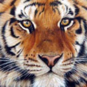 Tigre Majestoso em Close-Up