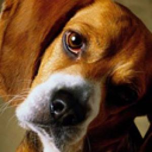 Beagle Adorável